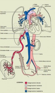 circolazione sanguigna fetale