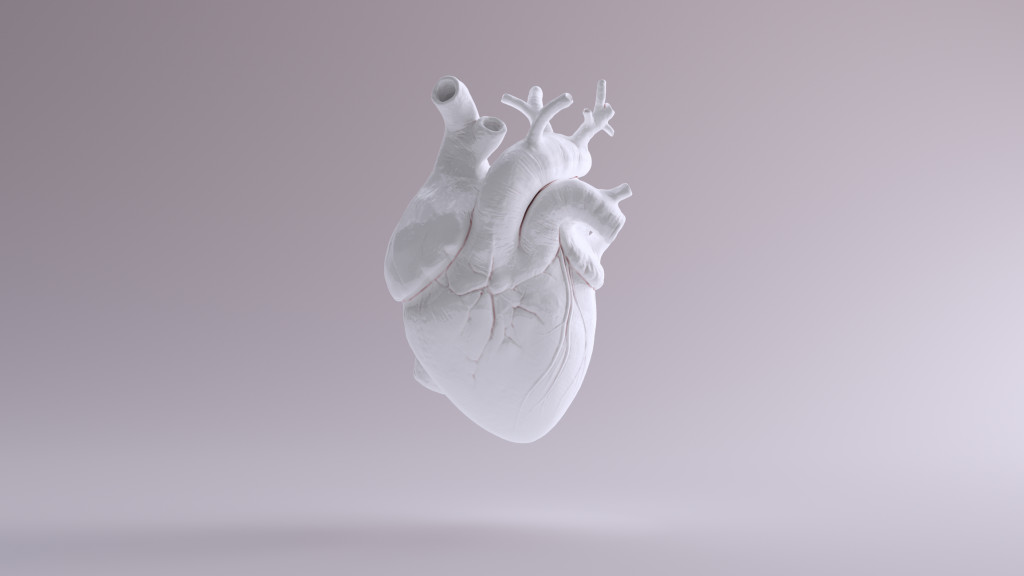 cuore anatomico