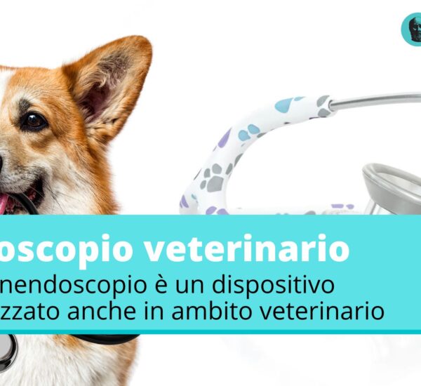 stetoscopio per veterinario