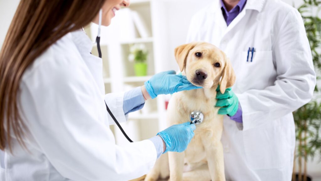 Stetoscopio veterinario per cane