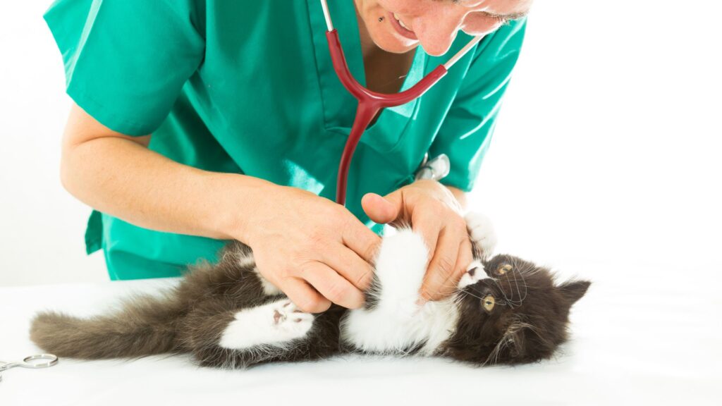 Stetoscopio veterinario adatto anche ai gatti